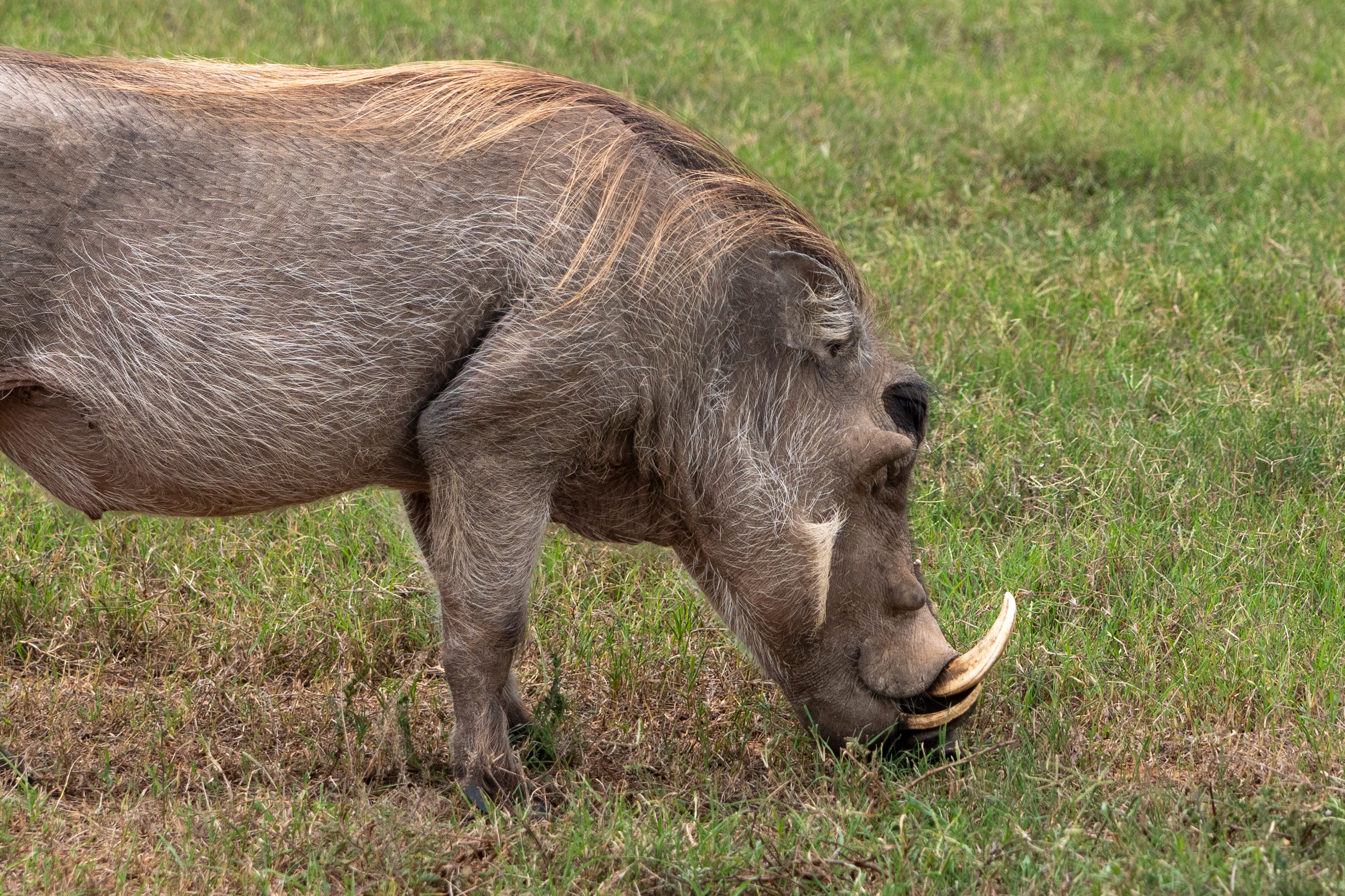 Warzenschwein
